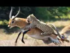 Video: Most Amazing Animal Attack Compilation including Leopard, Shark, Tiger, Wolves, Bear, Crocs etc..